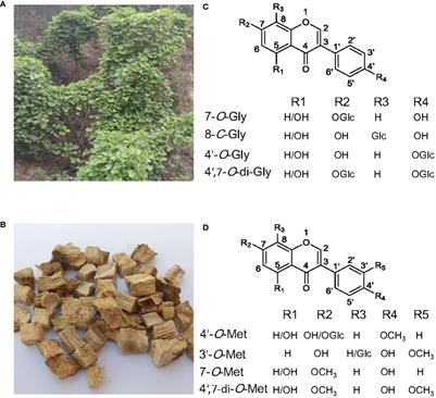 Glycosylation and methylation in the biosynthesis of isoflavonoids in Pueraria lobata